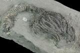 Crinoid (Platycrinites) Fossil - Crawfordsville, Indiana #125913-2